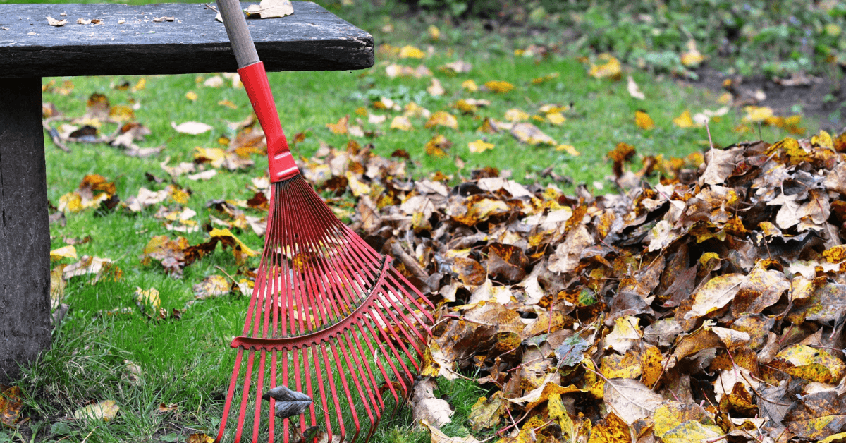 Ramassage des feuilles mortes en automne