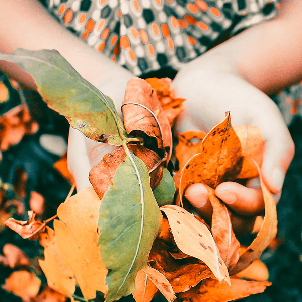 Comment ramasser les feuilles en automne